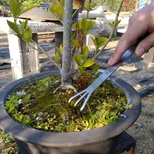 Outils de jardinage Pince à épiler en acier inoxydable Râteau Plante Fleurs Pot Facile à utiliser