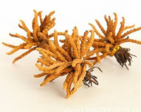 Suministro Directo de Fábrica, Polvo de Cordyceps Sinensis, Polvo de Extracto de Cordyceps de Alta Calidad
