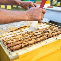 Outil d'apiculture en acier inoxydable, outil pour ruche, crochet en J, lève-cadre de ruche et grattoir, équipement d'apiculture pour apiculteurs