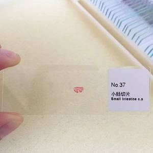 生物組織細胞スライド 顕微鏡スライド ガラス 小腸 人間組織学スライド - Product Image 1