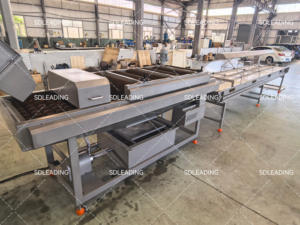 Ligne de traitement des dattes, machine de lavage et de sélection, prix d'usine - Product Image 6