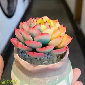 Wholesale Artificial Succulents Office Decoration Clay Succulent Luxury Plastic Succulent Echeveria Chihuahua Variegate