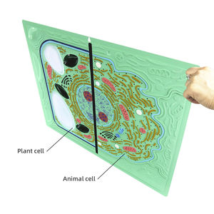 Modelo de comparación de células vegetales y animales, estructura microscópica <span class=keywords><strong>celular</strong></span>, modelo de disección, visualización de estructura vegetal, Biología - Product Image 3