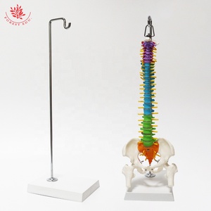 Modelo de columna vertebral humana de tamaño mediano FRT018 con pelvis, fémur, modelo de esqueleto de columna vertebral, modelo de columna vertebral de Color colgante Vertical - Product Image 5