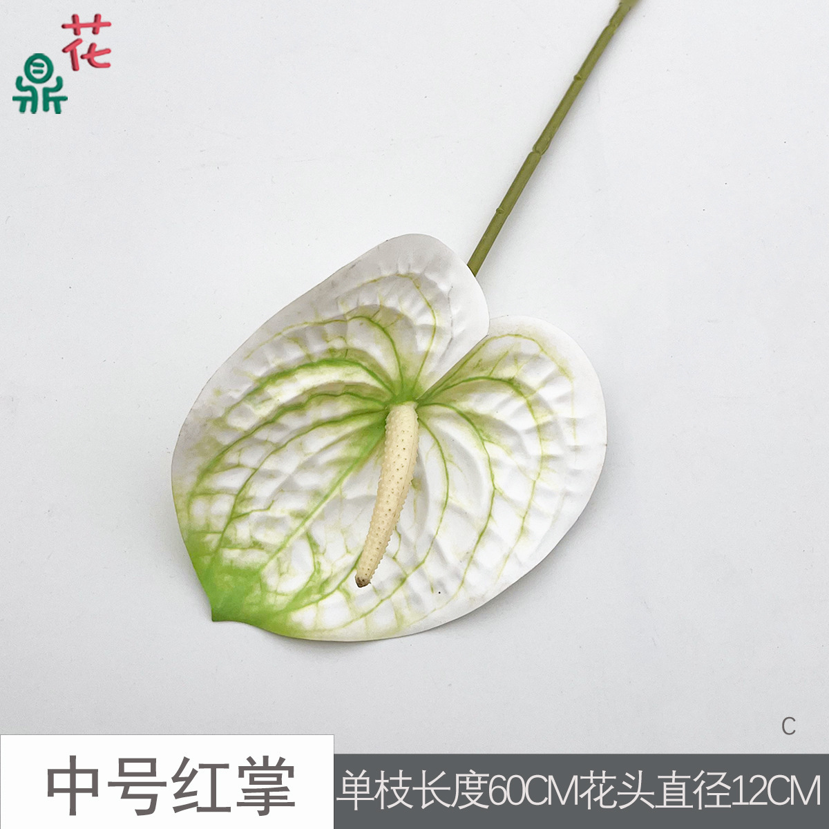 Anthurium rouge moyen C 10 vert rayé blanc