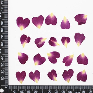 20pcs/bag Real <strong>Dried</strong> Pressed Flower China Rose <strong>Petal</strong> for Nail Art DIY Craft - Product Image 4
