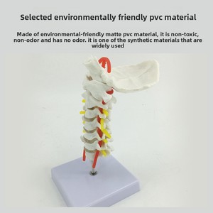 Modelo anatómico de columna Cervical humana, arteria carótida, disco intervertebral <span class=keywords><strong>Posterior</strong></span> occipital, ligamento, modelo de enseñanza de nervio - Product Image 2