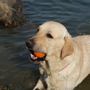 Balle de jeu interactive classique ETPU pour chien, écologique, haute élasticité, résistante aux morsures, pour les dents, flottante, sans danger pour l'eau - Product Image 3