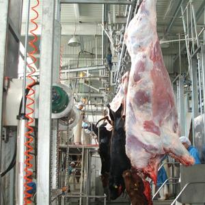 Línea de Sacrificio de Ganado Llave en Mano con Equipo Completo para Plantas de Procesamiento de Carne de Res - Product Image 2