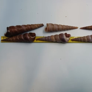 Conchiglia di conchiglia a vite nera da 5-7cm per decorazioni artigianali fai da te - Product Image 2