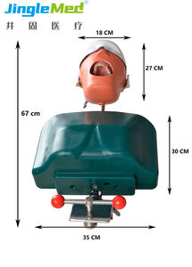 Testa fantasma modellata per l'insegnamento dentale dello studente di medicina in vendita - Product Image 4