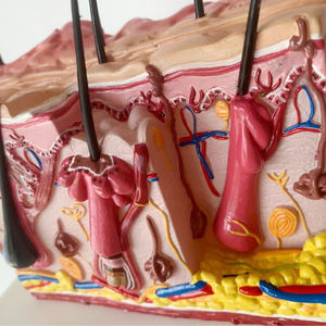 Science médicale modèle de peau anatomique modèle de structure de peau d'anatomie d'éducation élargie - Product Image 3