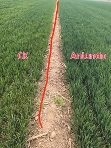 Leonardita Matéria-Prima Ácido Húmico e Fúlvico para Fertilizante Líquido Orgânico e Melhoradores de Solo - Product Image 6