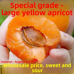 Albicocche Imperiali Gialle Grandi Fresche Appena Raccolte, Affettate, Essiccate con Acqua (AD), Confezione all'Ingrosso - Frutta Stagionale Non Verde - Product Image 5