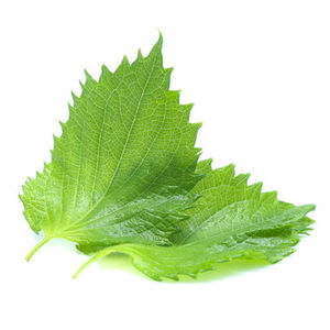 HOJA DE PERILLA AL POR MAYOR ALTA CALIDAD PARA EXPORTAR Y BUEN PRECIO/MEJOR PRECIO COMPETITIVO DE VIETNAM EN 2023 - Product Image 1