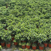 Natürliche Lebende Gardenia Jasminoides für Esstisch Wohnzimmer Heimdekoration Echte Blumen Kap-Jasmin Gartenbaupflanze Großhandel