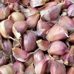 Línea de Procesamiento de Ajo de Acero Inoxidable 304 de Alta Producción (150-800 kg/h), Ecológica, con Peladora y Separadora, Suministro Directo de Fábrica - Product Image 5