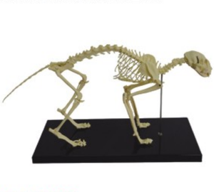 Modelo Anatómico de Esqueleto de Gato para Material Escolar, Herramienta de Demostración para Enseñanza <span class=keywords><strong>Veterinaria</strong></span> - Product Image 1