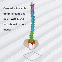 Modèle de colonne vertébrale anatomique de la colonne vertébrale humaine flexible en PVC 3D avec nerfs anatomie didactique nerfs pelvis pour la science