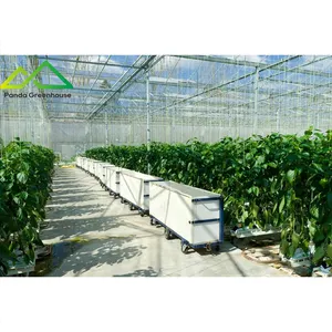 Colorful bell pepper farming soilless cultivation Agricultural venlo type glass Greenhouse for Vegetable