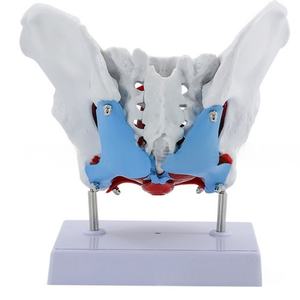 Modelo de <span class=keywords><strong>Pelvis</strong></span> Femenina con Músculos del Suelo Pélvico, Tamaño Real, Desmontable, para Entrenamiento en Obstetricia y <span class=keywords><strong>Fisioterapia</strong></span> - Product Image 6