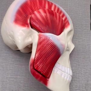 Modelo del Músculo Maseter Humano - Modelo <span class=keywords><strong>de</strong></span> Disección <span class=keywords><strong>de</strong></span> Nervios y Músculos <span class=keywords><strong>de</strong></span> Anatomía Maxilofacial para Educación Dental - Product Image 3