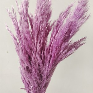 Fleurs séchées naturelles en gros : <span class=keywords><strong>Roseau</strong></span>, Catkins, Pompas Grass, Plumes vertes – Protection de l'environnement, Fête des Mères - Product Image 6