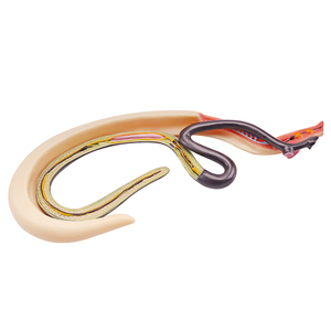 Insecto sediento de sangre de plástico agrandar modelo anatómico equipo educativo modelo de parásito esquistosoma sangre Flukes modelo médico - Product Image 4