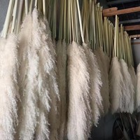 Proses pengeringan alami, buluh (buluh besar)-cocok untuk digunakan dalam gaya pernikahan selama jangka waktu sekolah dekorasi bunga kering.