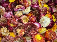 Thé aux fleurs de chrysanthème colorées de qualité supérieure / Thé aromatisé aux fleurs séchées d'Helichrysum Bracteatum