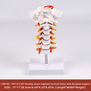 Fleksibel 7-segmen tulang belakang serviks & <span class=keywords><strong>Model</strong></span> tulang okcipital untuk simulasi fleksi serviks dalam sains medis - Product Image 2