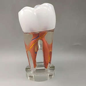 <span class=keywords><strong>Dental</strong></span> 10 Vezes Grande Tooth Decorações Ornaments PVC Material Anatômico Modelo <span class=keywords><strong>Dental</strong></span> Polpa e Nerve Ensino Display - Product Image 2