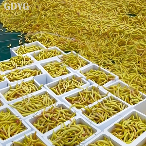 Haricots jaunes brillants surgelés IQF de haute qualité, haricots cirés, légumes surgelés, vente en gros - Product Image 3