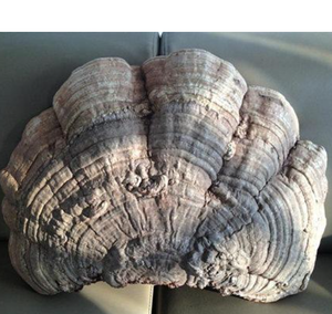 Healthy <strong>Ganoderma</strong> Applanatum Tea High Quality <strong>Lingzhi</strong> - Product Image 4