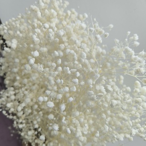 <span class=keywords><strong>ดอก</strong></span>ยิปโซฟิลลาเกรด AA คุณภาพส่งออกจากโรงงาน แบบช่อใหญ่ สี Stardust ฟอกขาว สำหรับจัดดอกไม้ - Product Image 3