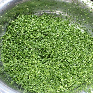 FC-302 <strong>Electric</strong> Small Green <strong>Onion</strong> Chopper <strong>Machine</strong> Spring <strong>Onion</strong> Leek <strong>Cutter</strong> Cutting <strong>Machine</strong> - Product Image 5