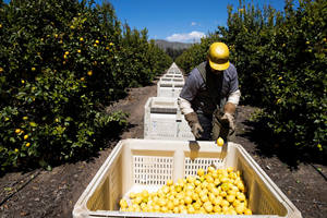 צריף פירות תעשייתי 1210h810a 1200x1000x810 hdpe/pp מתלה קל חובת קריסת מיכל 4000 ק "ג קיבולת - Product Image 4