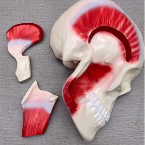 Modelo del Músculo Maseter Humano - Modelo <span class=keywords><strong>de</strong></span> Disección <span class=keywords><strong>de</strong></span> Nervios y Músculos <span class=keywords><strong>de</strong></span> Anatomía Maxilofacial para Educación Dental - Product Image 4