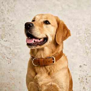 Colliers pour chiens en cuir rembourrés de qualité supérieure, vente en gros, marque privée, fournisseur d'articles pour animaux de compagnie de Divine International - Product Image 1