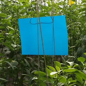 하이 퀄리티 블루 더블 사이드 스티커 트랩 20*25CM 온실에서 곤충 비행
