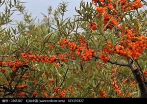 Springjia <span class=keywords><strong>Top</strong></span> chất lượng tinh khiết bột đông khô flavone <span class=keywords><strong>seabuckthorn</strong></span> chiết xuất bột <span class=keywords><strong>seabuckthorn</strong></span> Bột nước ép trái cây - Product Image 2