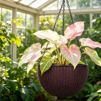 Grandes jardinières suspendues traditionnelles à double pot, auto-arrosantes, avec trou de drainage, pour intérieur/extérieur, en PP, pour la maison et le jardin (lot)