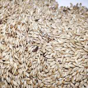 הקנריים זרע לציפור להאכיל - Product Image 3