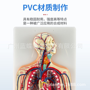 Modèle de simulation médicale du système circulatoire humain, de la chirurgie cardiaque, de l'anatomie des artères, des veines, des nerfs et des vaisseaux sanguins - Product Image 1