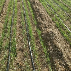 Cinta de Goteo Plana en Línea de Polietileno de 16 mm, Precio de la Cinta de Riego por Goteo - Product Image 5