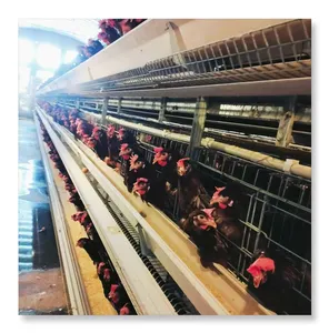 Automatic three Layer Battery Poultry Chicken Cage Chicken Layer Farming Equipment For Sale