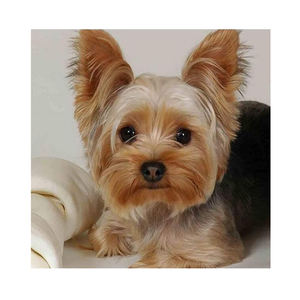 Vendita calda mosaico pittura diamante carino <span class=keywords><strong>cane</strong></span> Yorkshire kit trapano completo fai <span class=keywords><strong>da</strong></span> te diamante ricamo decorazioni per la casa regali d'arte per i bambini - Product Image 1