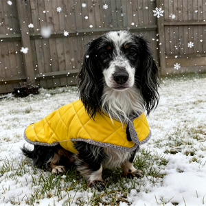 Veste d'hiver écologique de luxe pour chien, imperméable, rembourrée en coton, Bassotto, Wiener, Dachshund, Hamburg, Teckel - Product Image 1