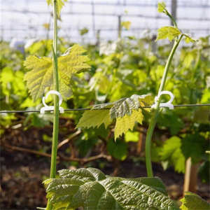 <strong>Plant</strong> <strong>Climbing</strong> Clamp <strong>Plant</strong> Vine Support Clips <strong>for</strong> Support <strong>Wire</strong> Grape Fixing Clip - Product Image 1