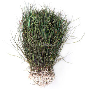 Lot de plumes de paon brutes de 5 à 8 pouces bon marché pour la fabrication de costumes de carnaval - Product Image 2